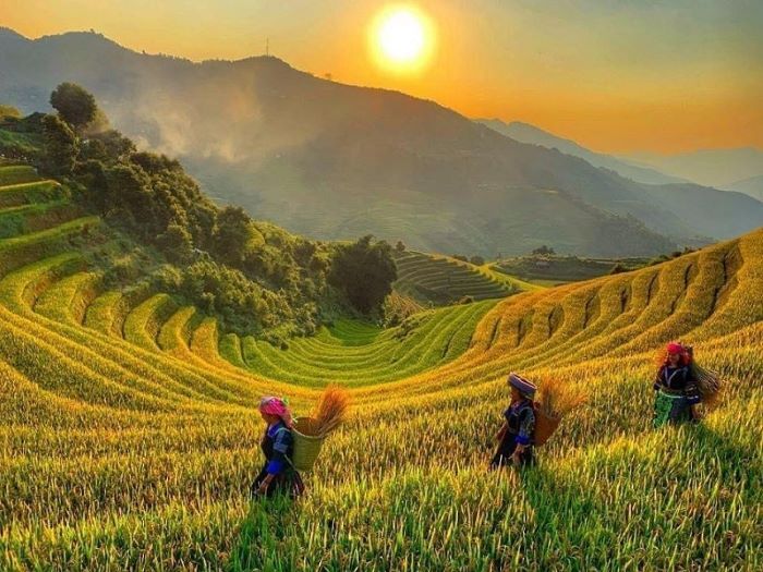 Golden fields in wet season Vietnam Tours